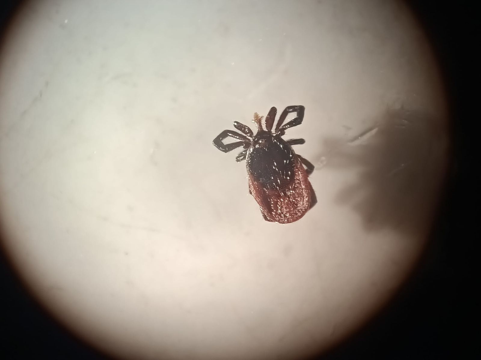 Programa de Control y prevención de antropozoonosis transmitidas por garrapatas 