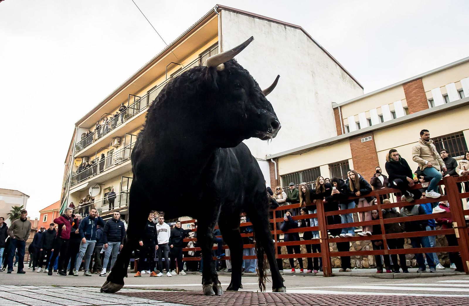 Gran expectación con el Toro de San Sebastián de Ciudad Rodrigo