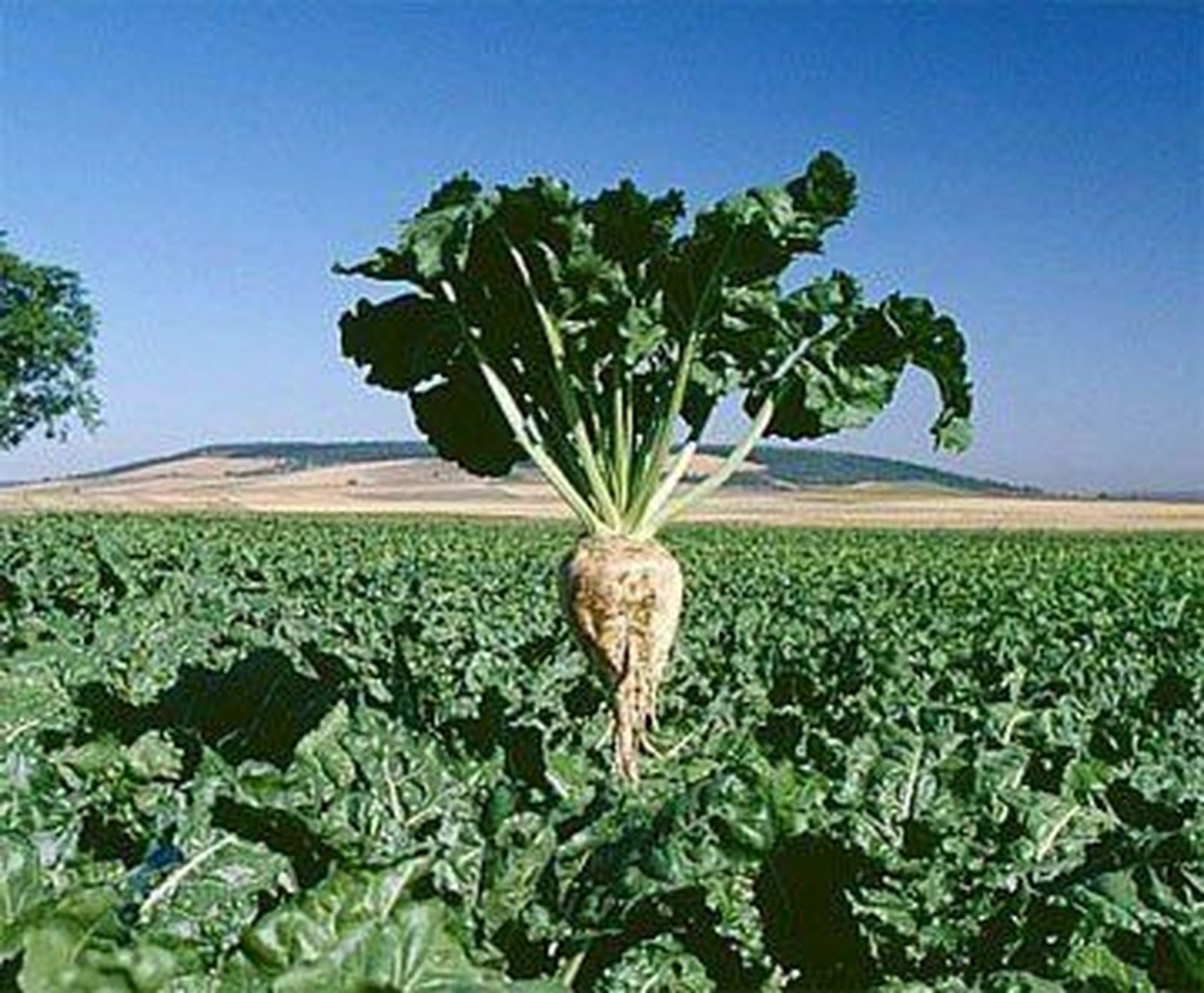 COAG exige a Azucarera que abra la posibilidad de entregar y cobrar la remolacha entera