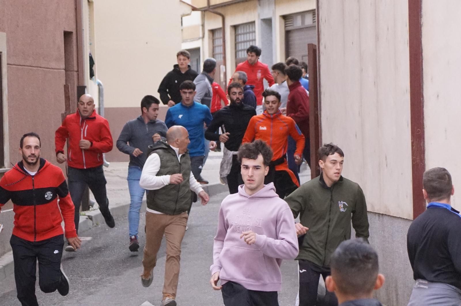 Alba de Tormes celebra un encierro, capea y encierro de minibueyes