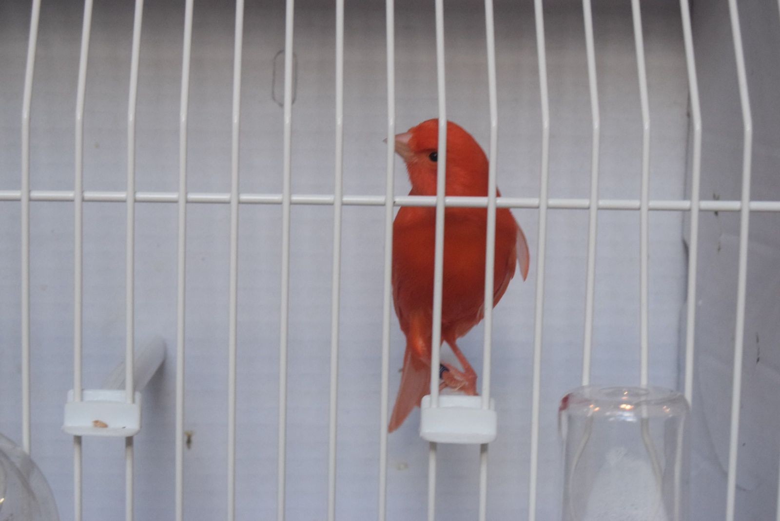 exposicion-ornitologica-en-el-colegio-universitario-15