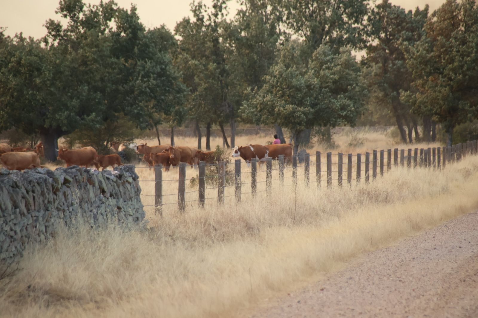El incendio de Cipérez (IGR2) llega hasta Cerezal de Puertas