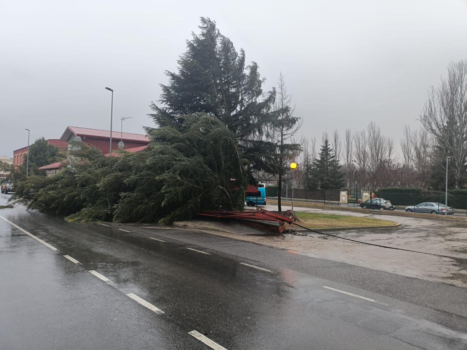 Cae un pino enorme sobre un coche en Alba de Tormes por los vientos de la borrasca Herminia