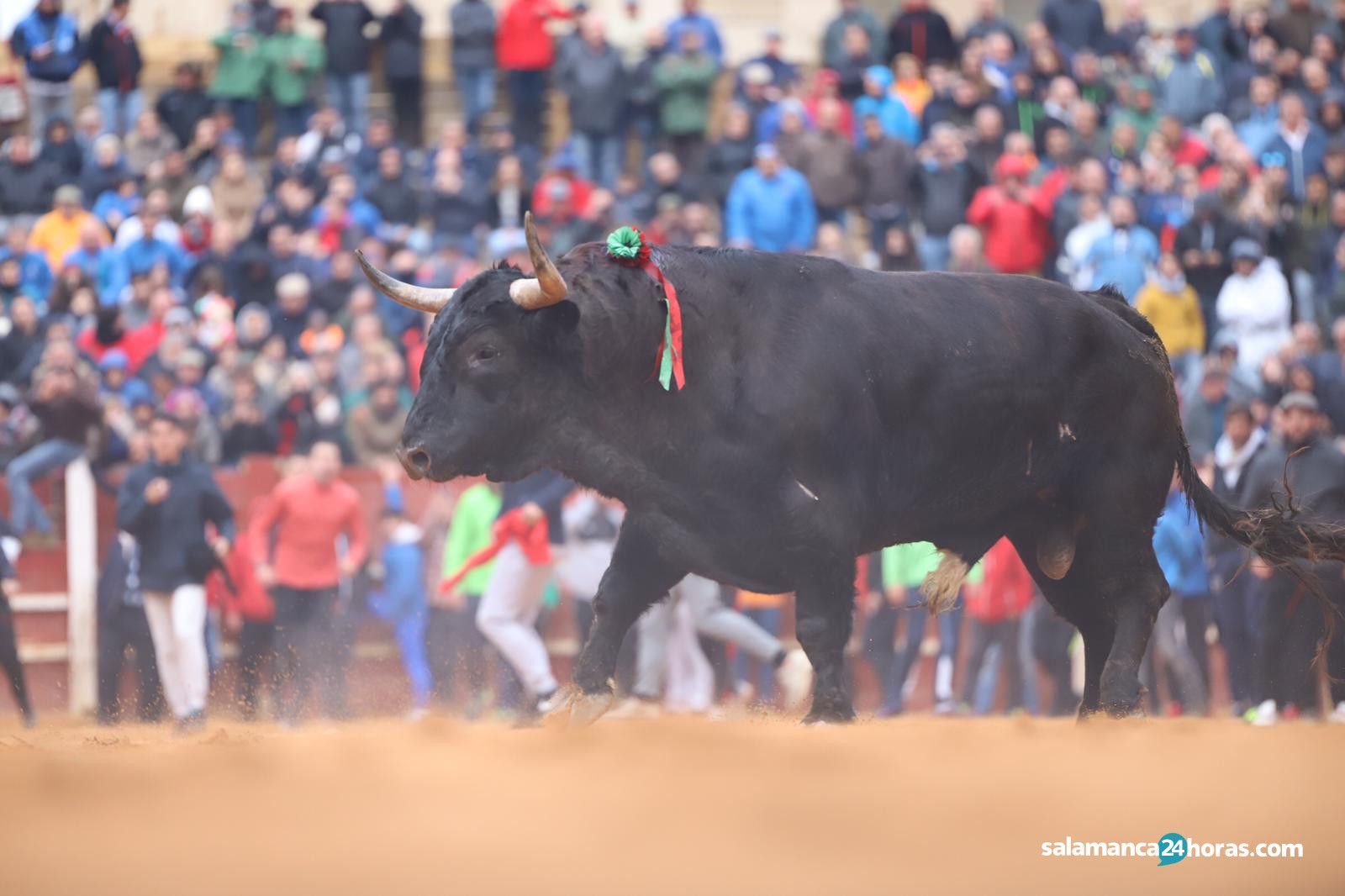 Imagen de archivo de Puñalero, astado de José Cruz, el toro más bravo del Carnaval del Toro de Ciudad Rodrigo | Salamanca 24 Horas
