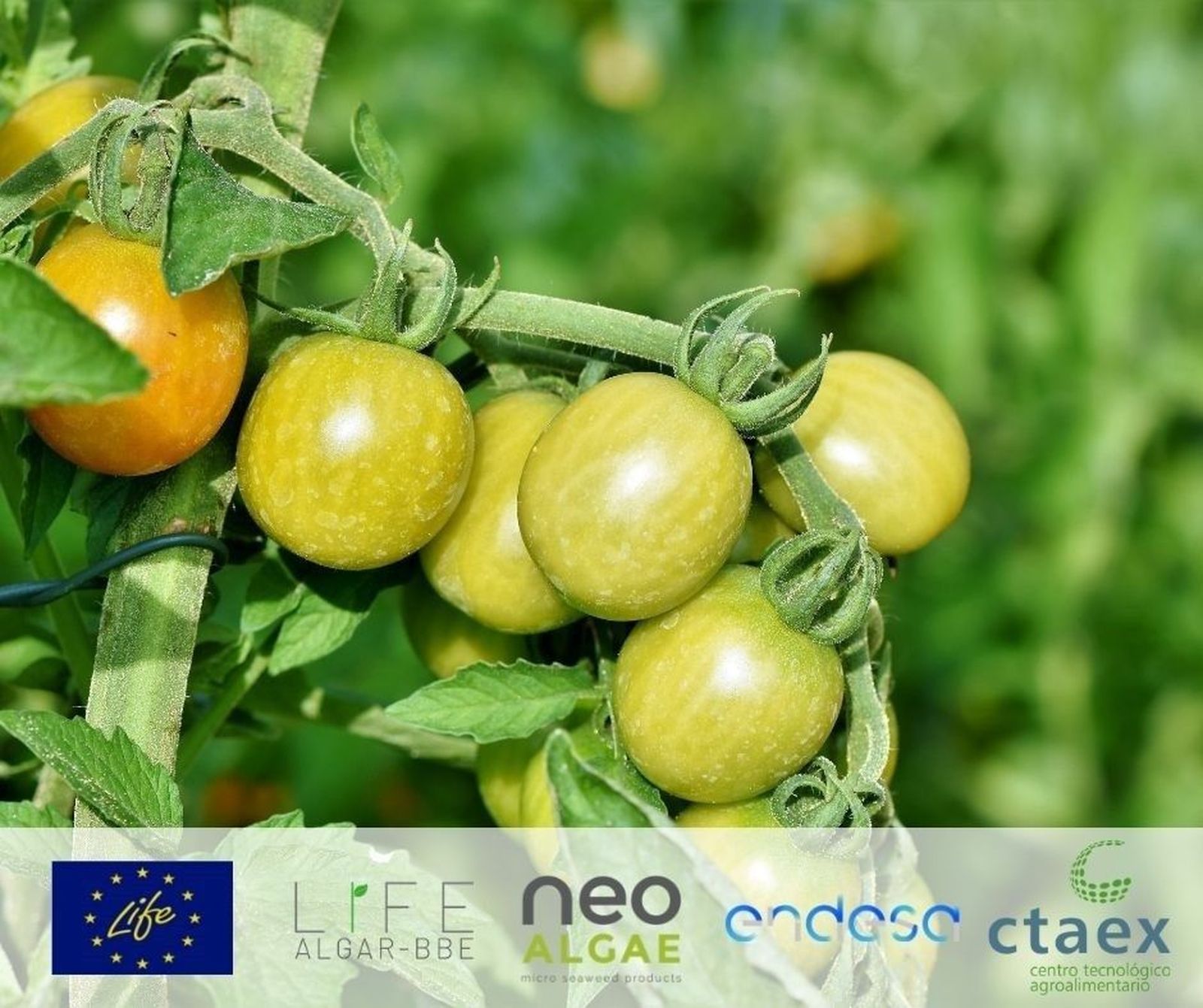 Tomate y maíz serán objeto de pruebas con los nuevos bioestimula