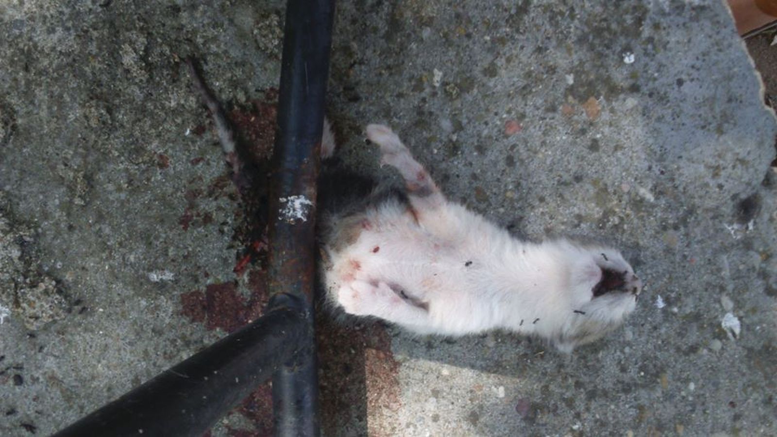 39623990 2339758659384388 1069973097571942400 n