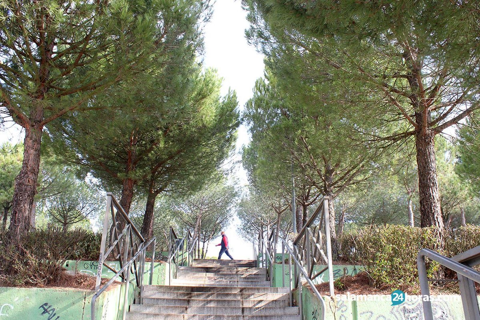Parque wurzburg arboles 1