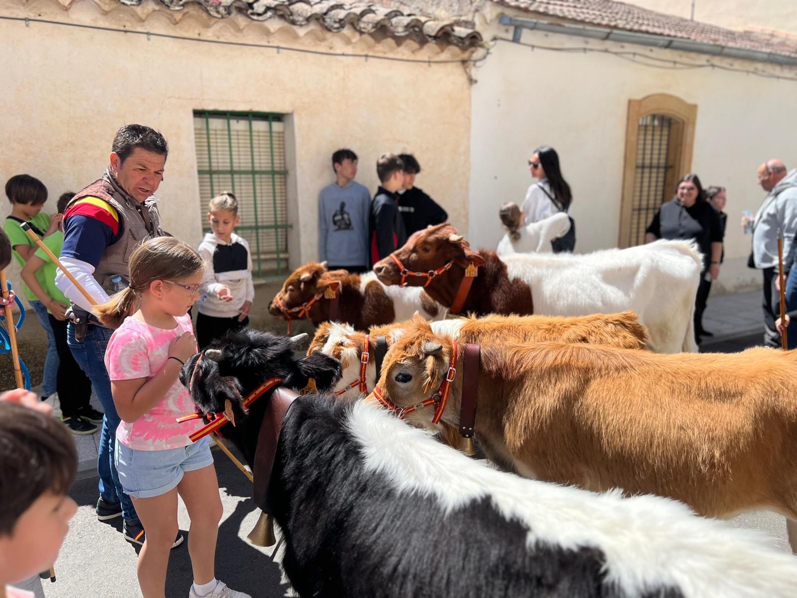 mini-bueyes-en-elas-fiestas-de-doninos-2025-23