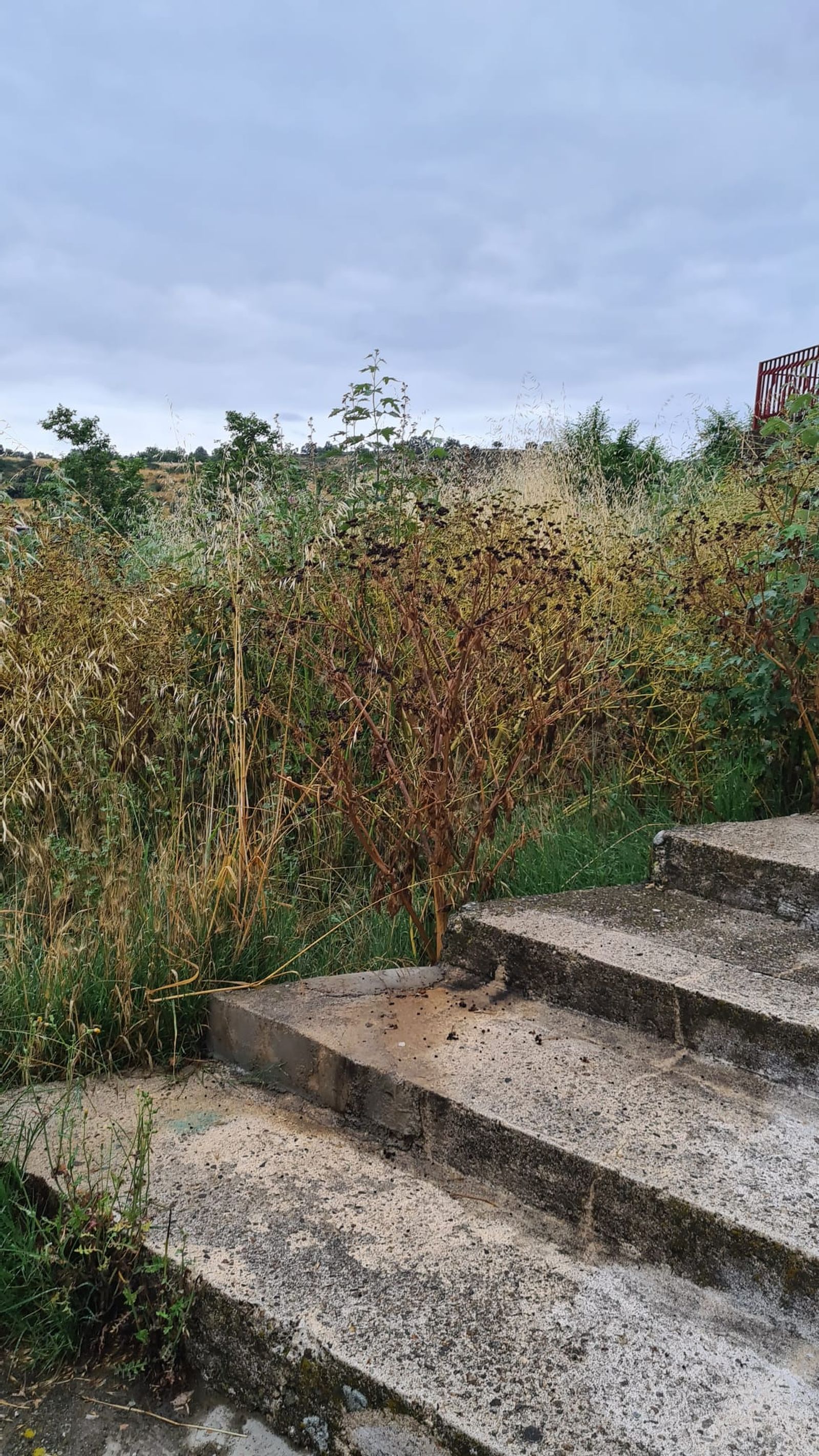 Quejas por la fauna silvestre en Béjar