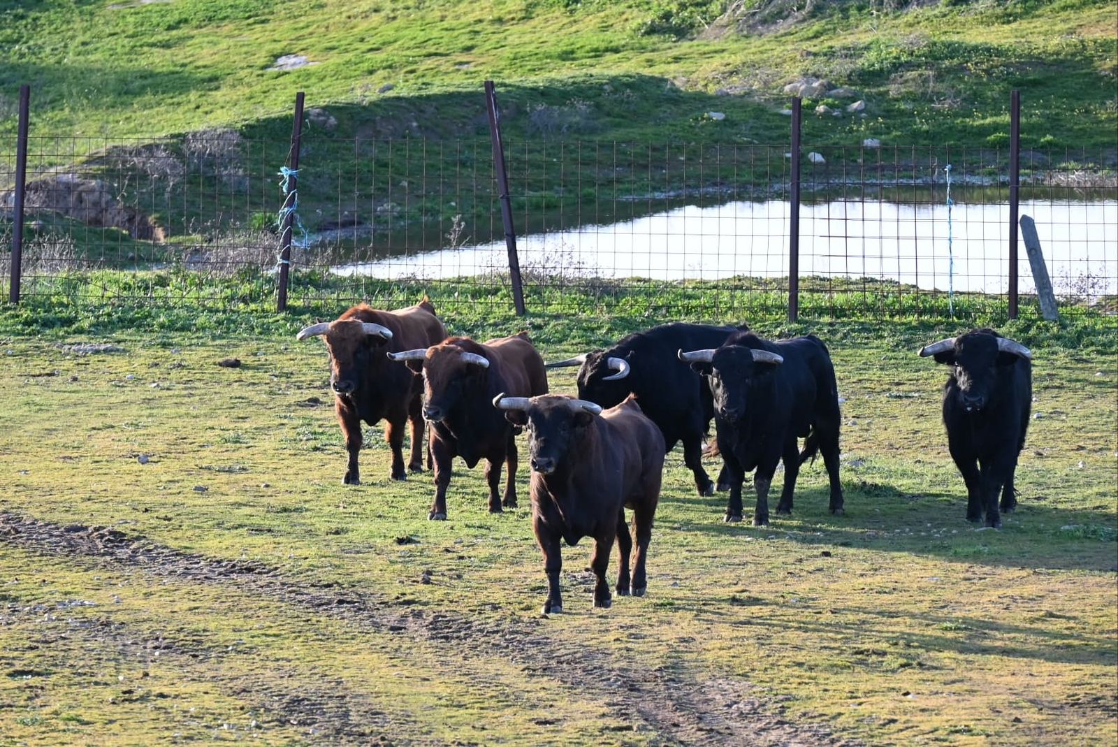 Los astados del encierro a caballo del Carnaval del Toro 2025 ya están en tierras de Ciudad Rodrigo, ganadería Guadajira. Foto Ayuntamiento Ciudad Rodrigo