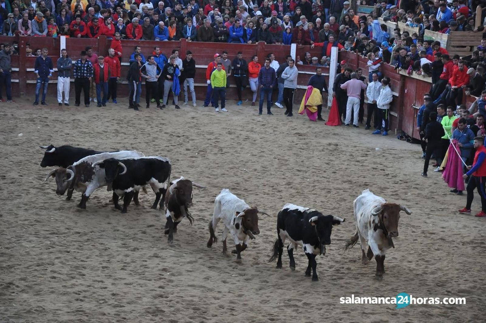 Capea vespertina Carnaval del Toro (74)