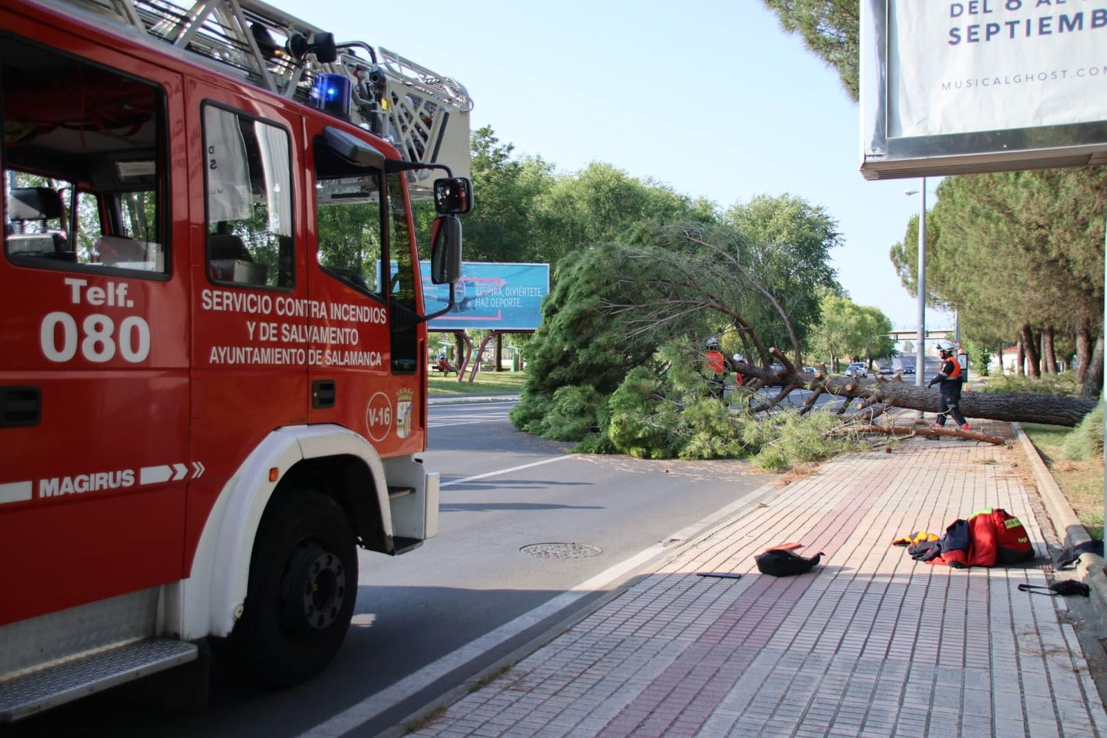 El árbol obstaculiza la vía