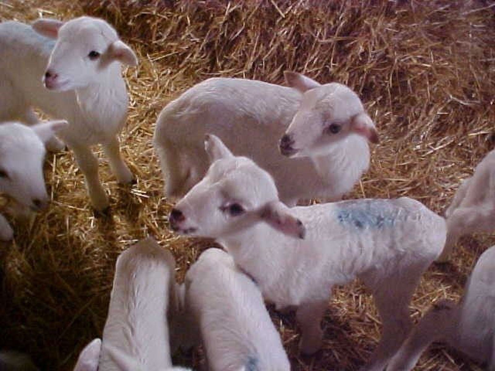 El precio de los lechazos baja en la Lonja