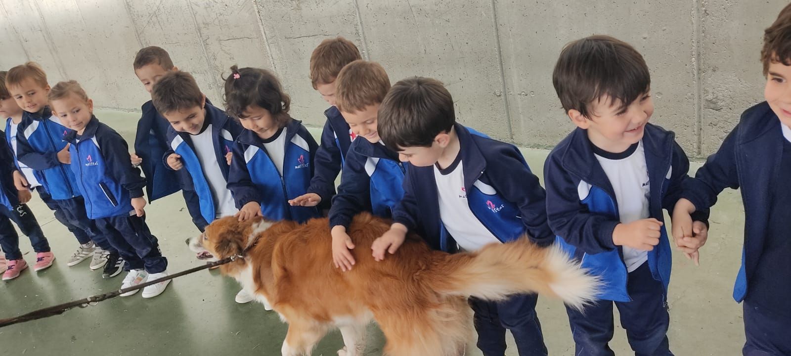 proyecto-animaristas