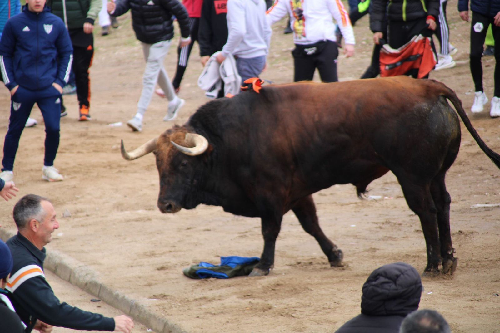 Suelta del XIV Toro del Antruejo y encierro urbano en el sábado de Carnaval de Ciudad Rodrigo