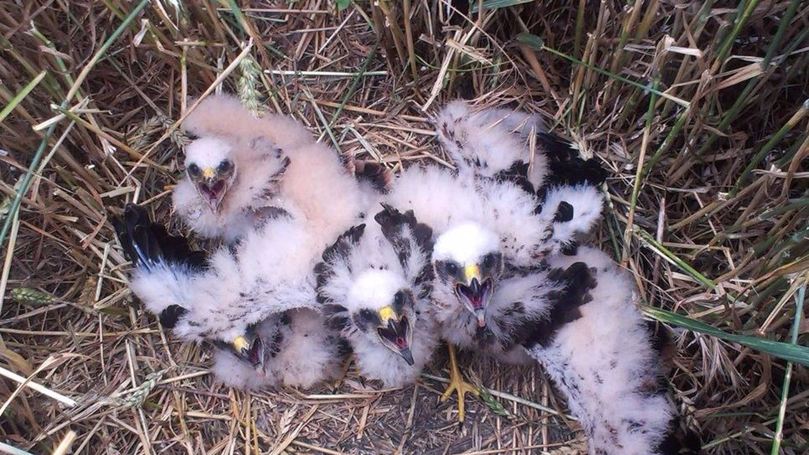 Nido de aguilucho. Foto Víctor Serna/SEO-BIRDLIFE/EUROPA PRESS