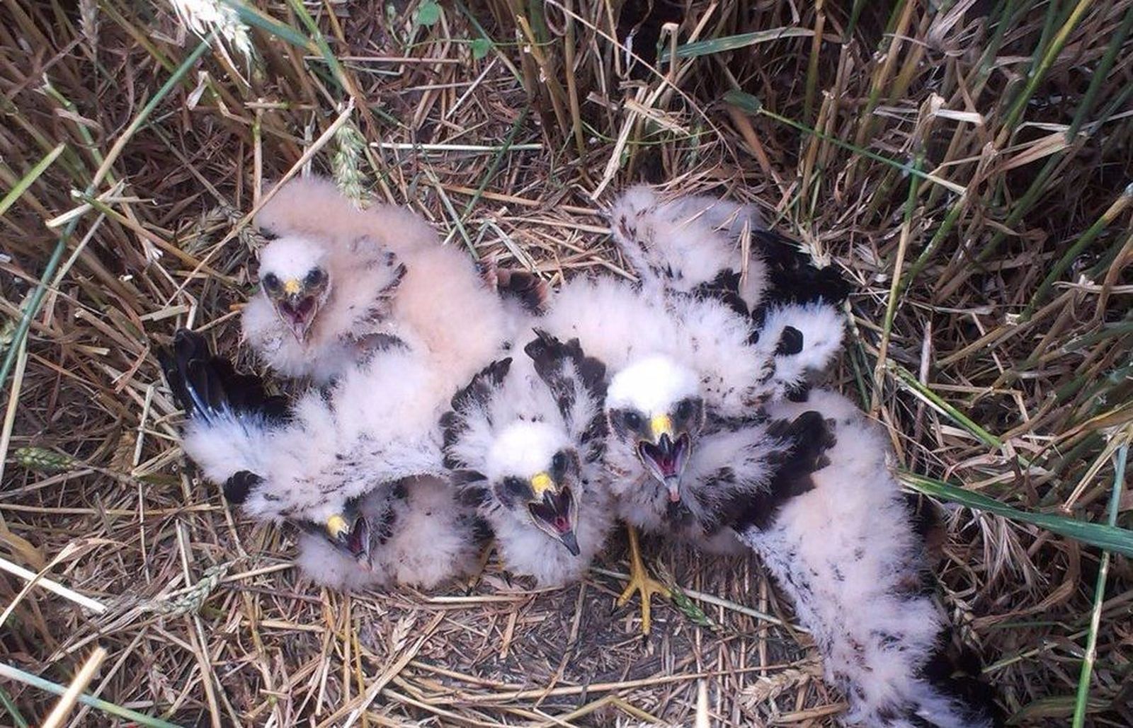 Nido de aguilucho. Foto Víctor Serna/SEO-BIRDLIFE/EUROPA PRESS