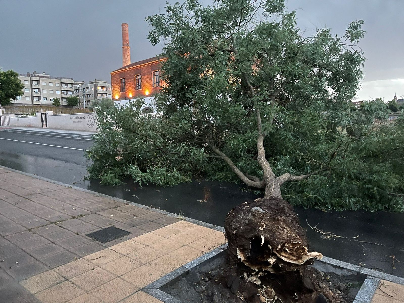 Árbol caído en el Camino de las Aguas. Foto de archivo.