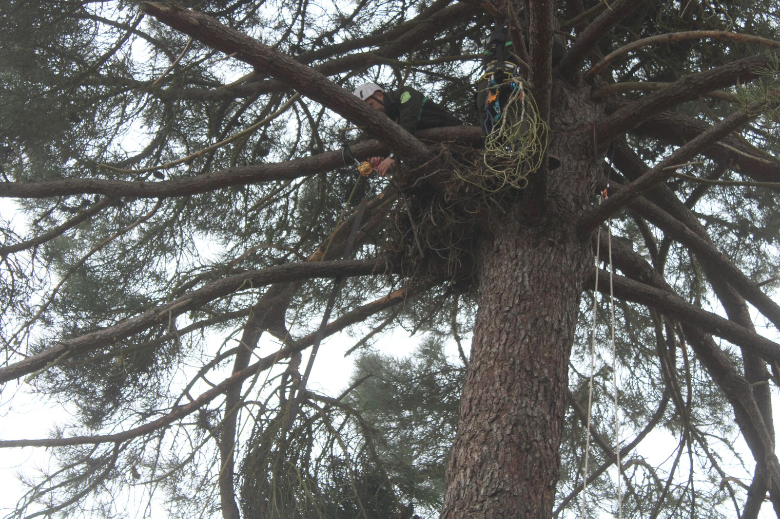 grupo-de-intervenciones-en-altura-agentes-medioambientales-reparacion-nido-cigueena-negra-en-espeja-91