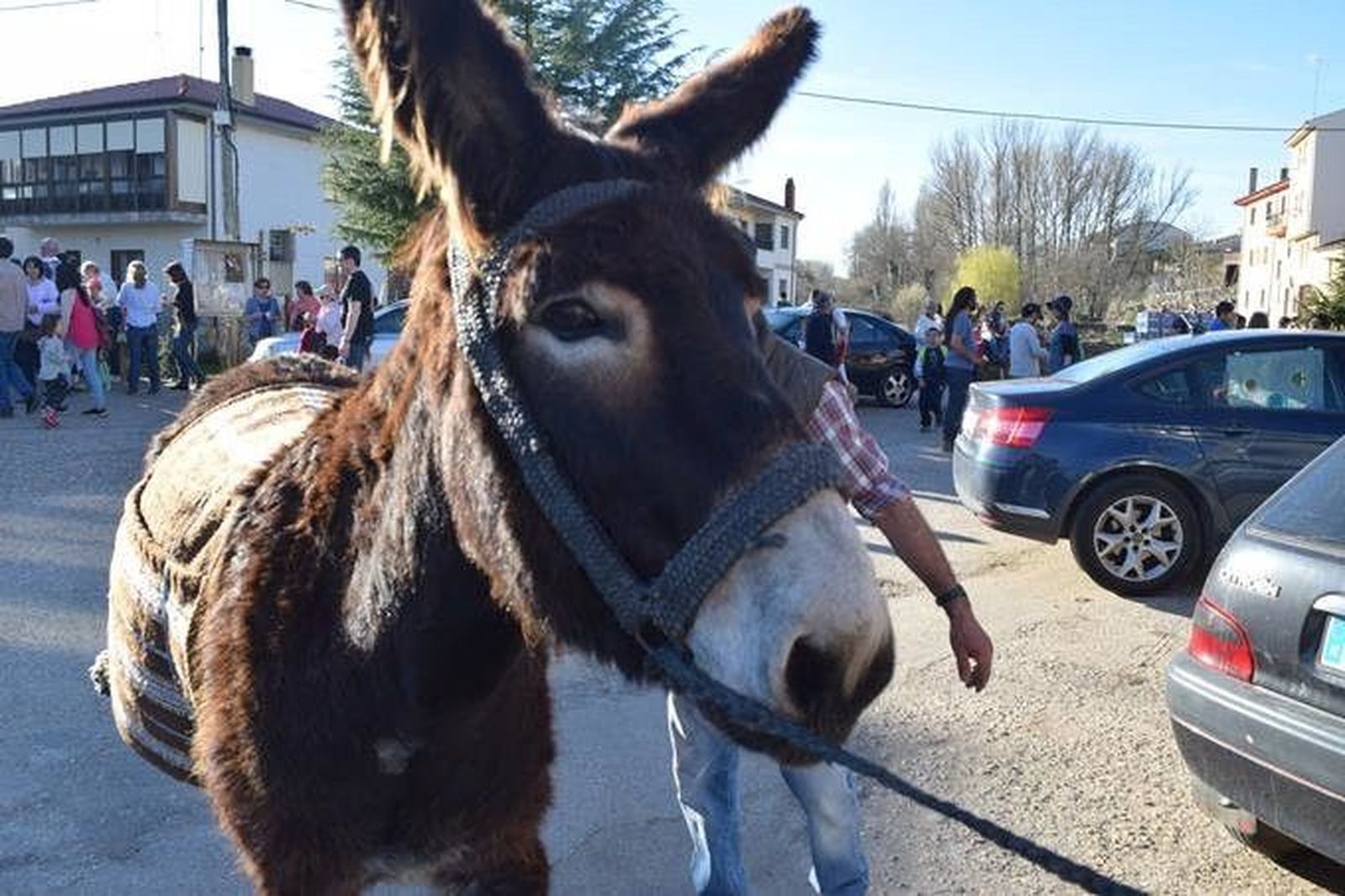 San Vitero, epicentro de la raza asnal zamorano-leonesa