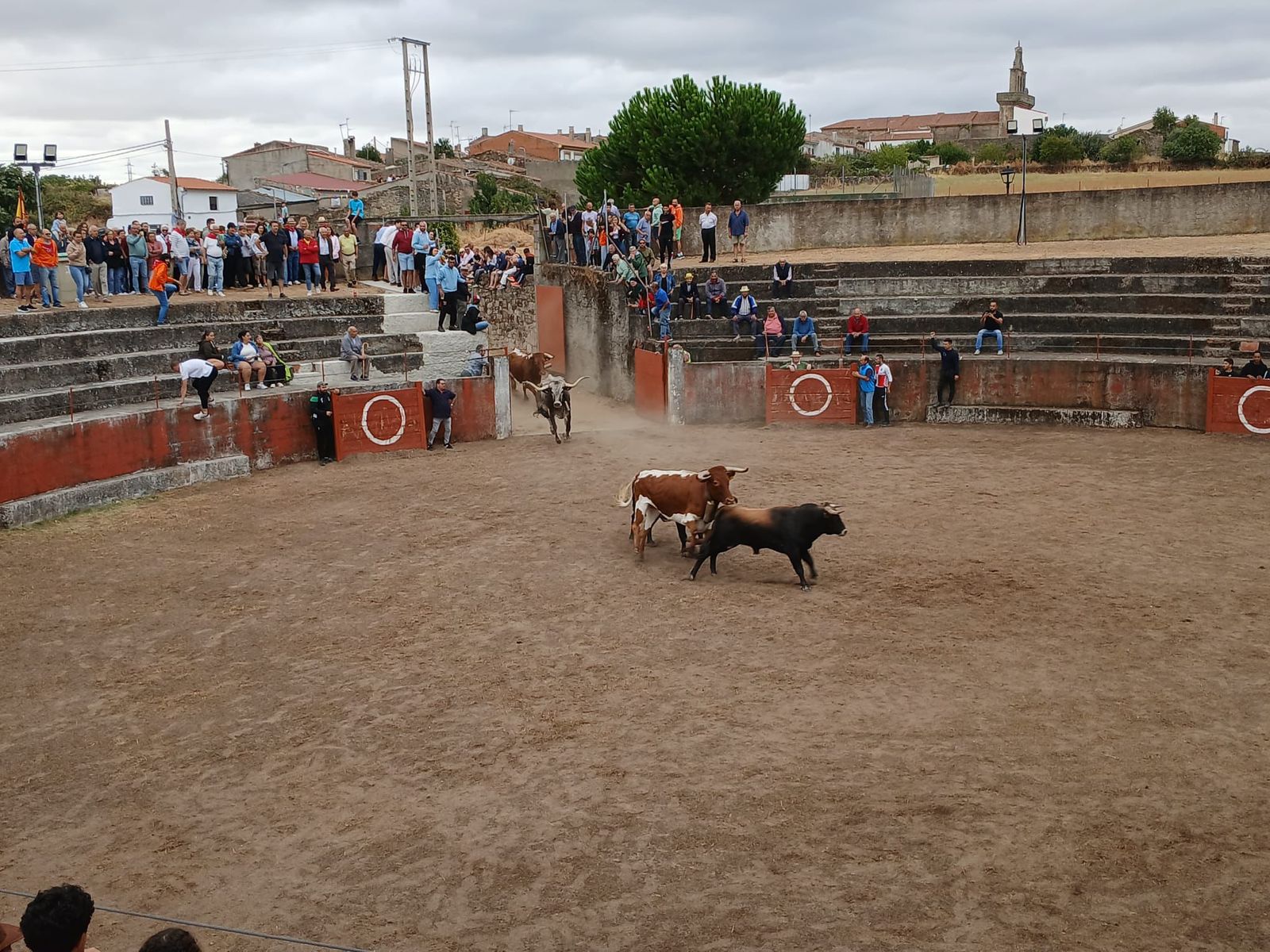 Encierro de novillos en Pereña