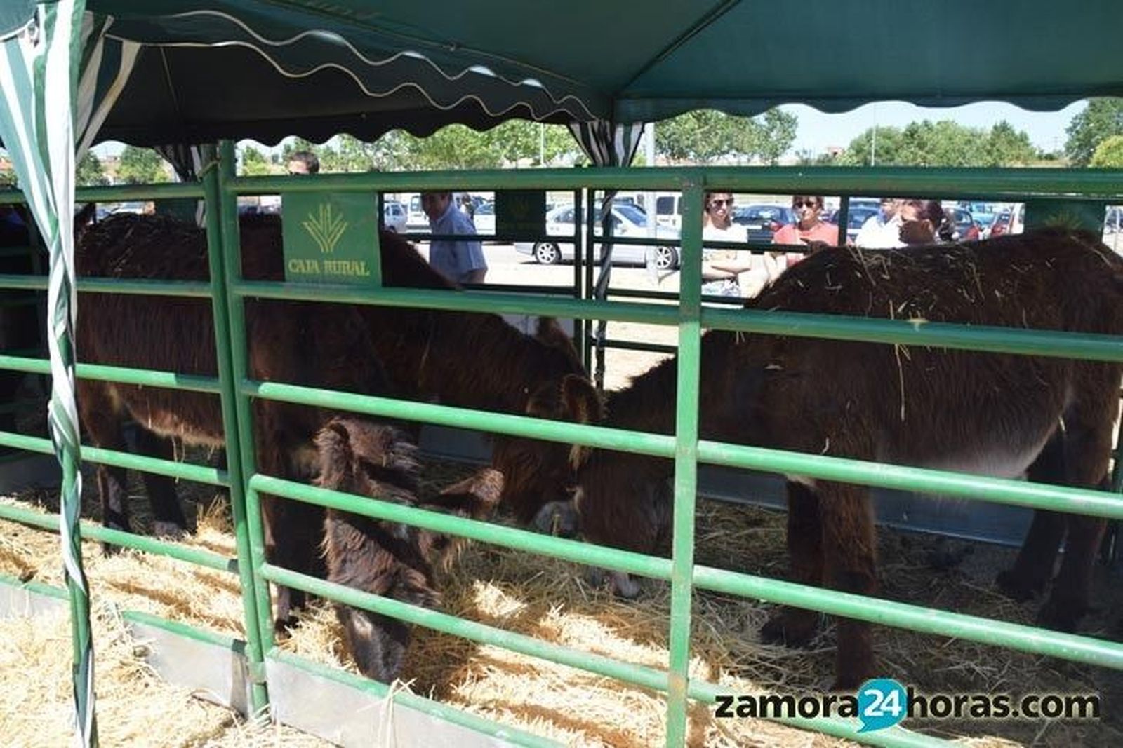 Feria Ganado San Pedro 2016