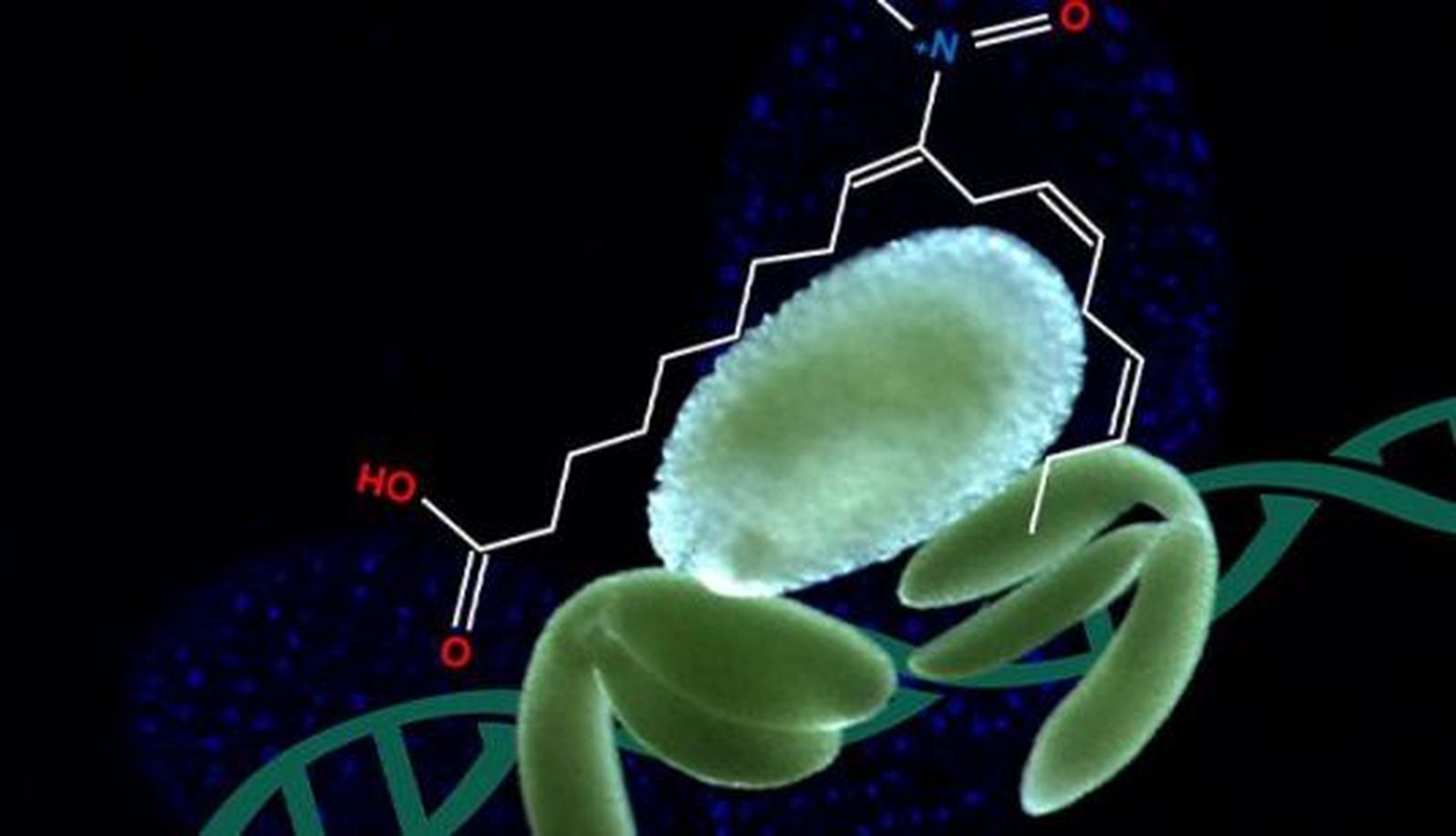 Embriones de la especie Arabidopsis. Foto USAL