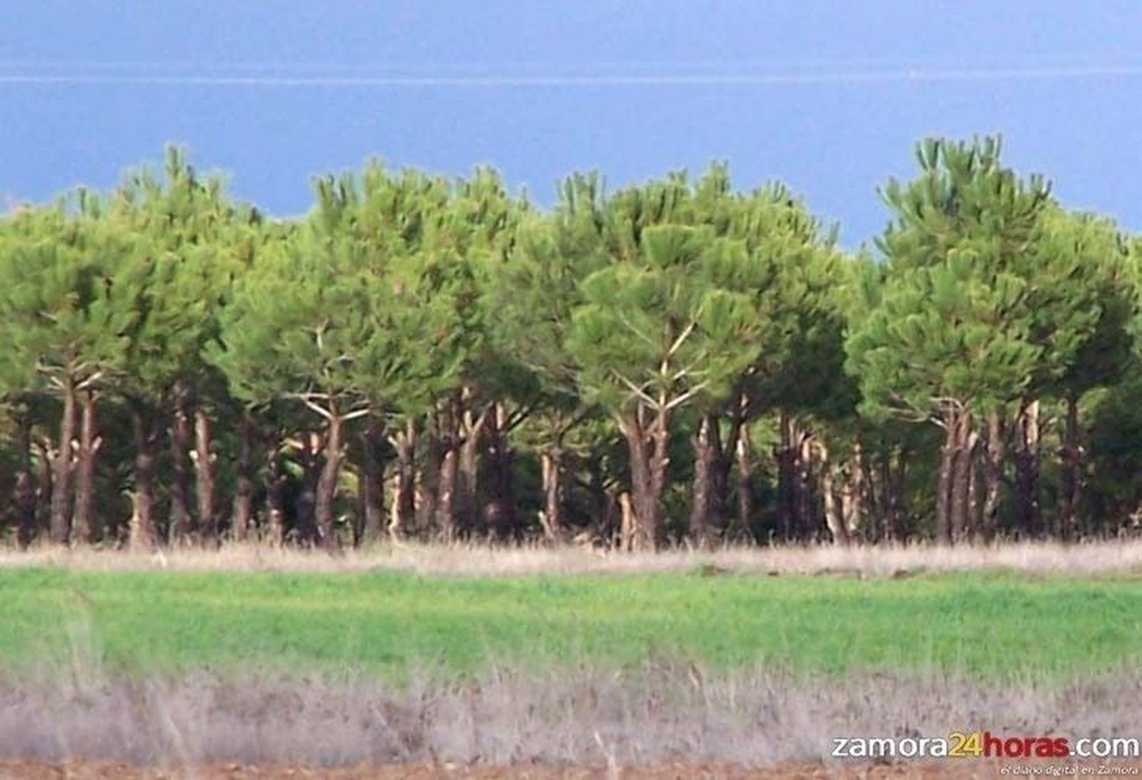 Denuncian en Friera de Valverde a cuatro personas por robar piñas