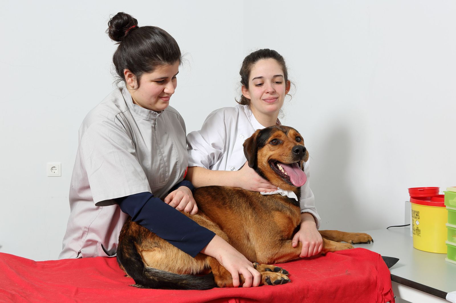 Banco de Sangre en animales en Barcelona