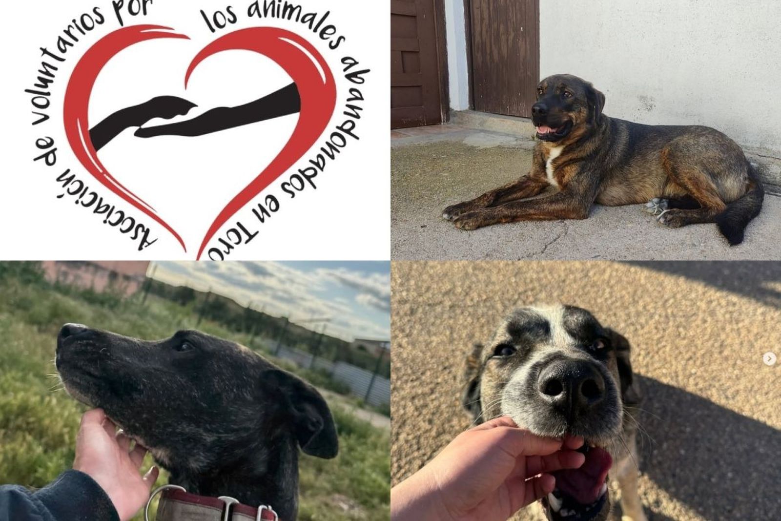 Seis años de entrega y cariño llegan a su fin en Abandonos Toro: los amigos de cuatro patas que sueñan con una familia que los abrace
