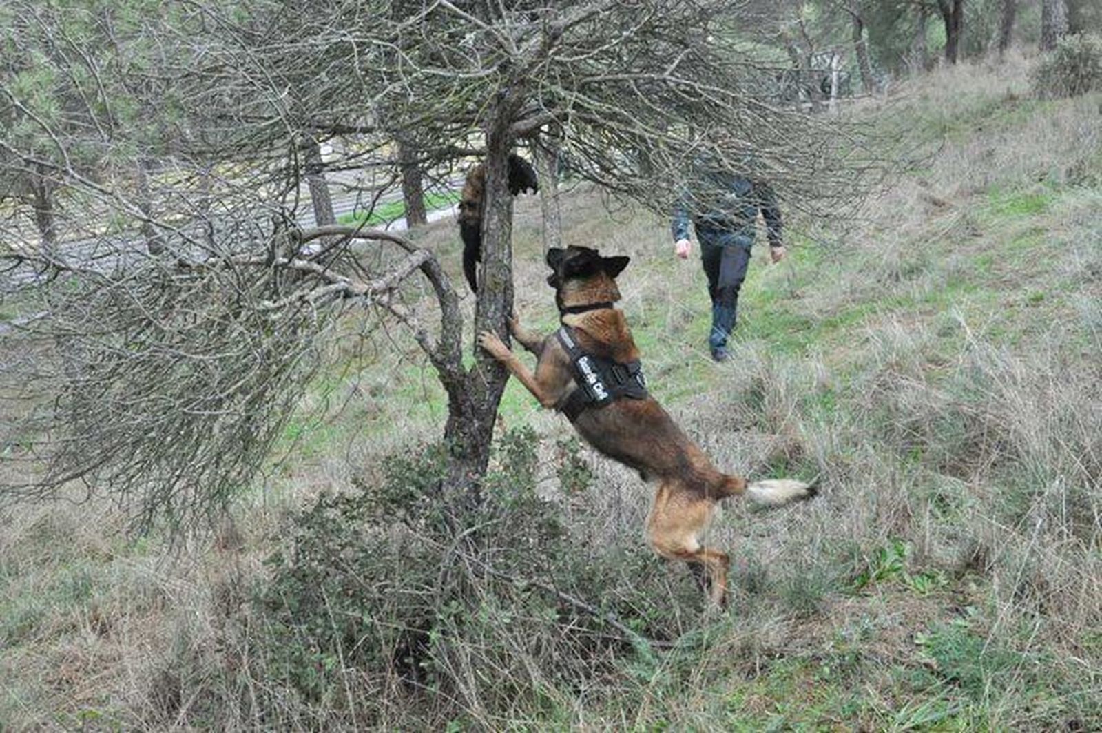 Perro de la Guardia Civil en búsqueda de cebos envenenados
