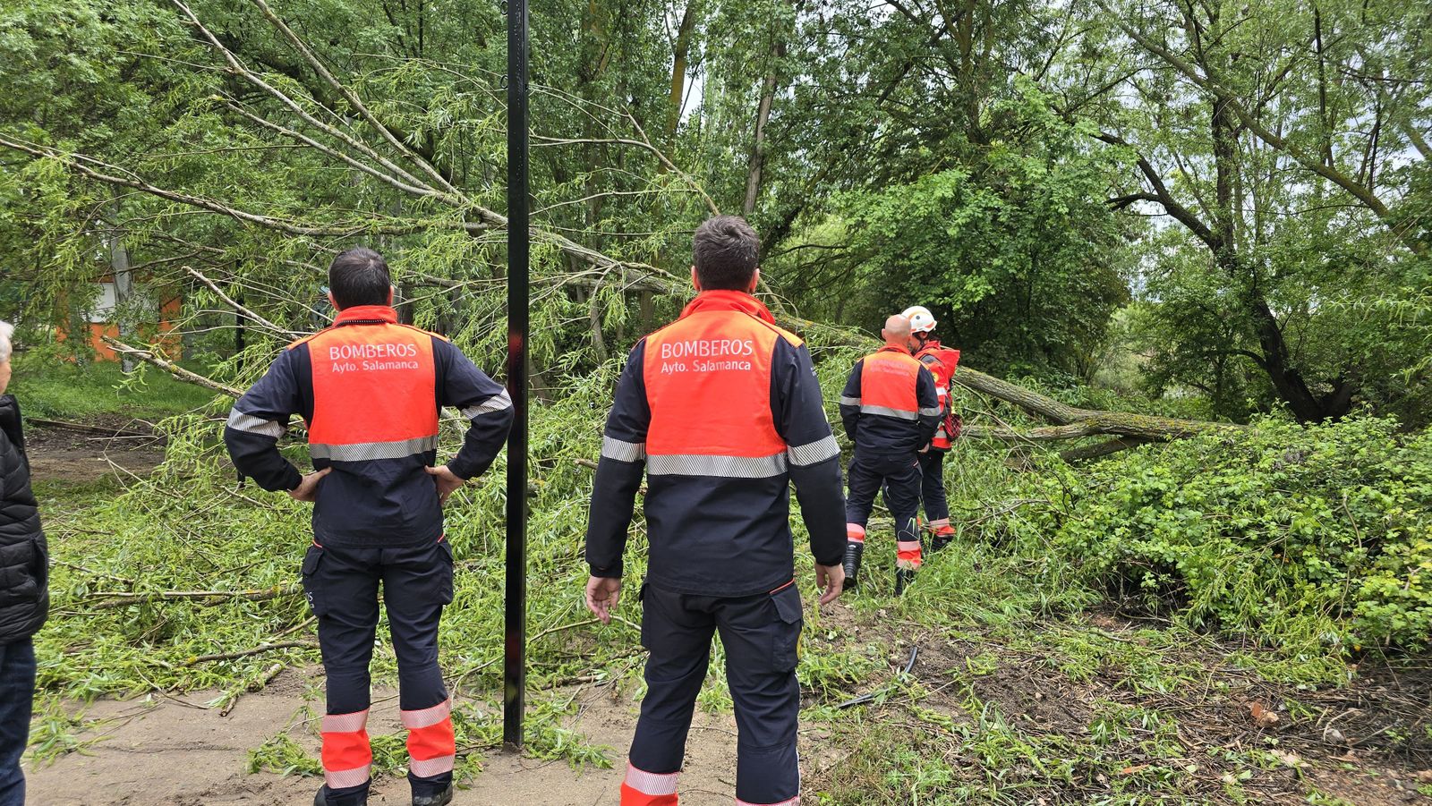 Cae un árbol de grandes dimensiones en la ribera del Aldehuela junto a la zona de chiringuitos. Fotos Andrea M.