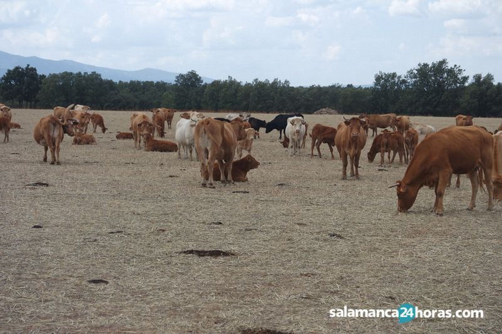 Mal año para los ganaderos por el cierre del canal Horeca debido a la pandemia