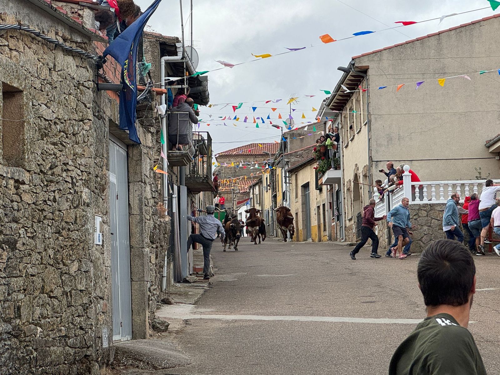 Segundo encierro con novillos de Valdeflores en Pereña de la Ribera
