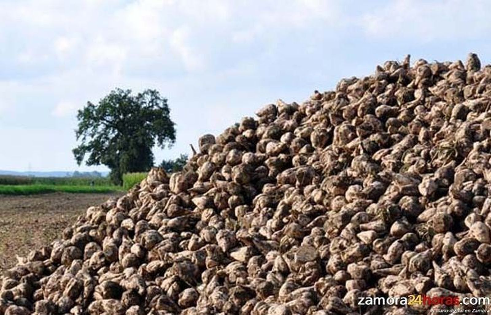 Azucarera anuncia el adelanto del cierre de la campaña remolachera en Toro