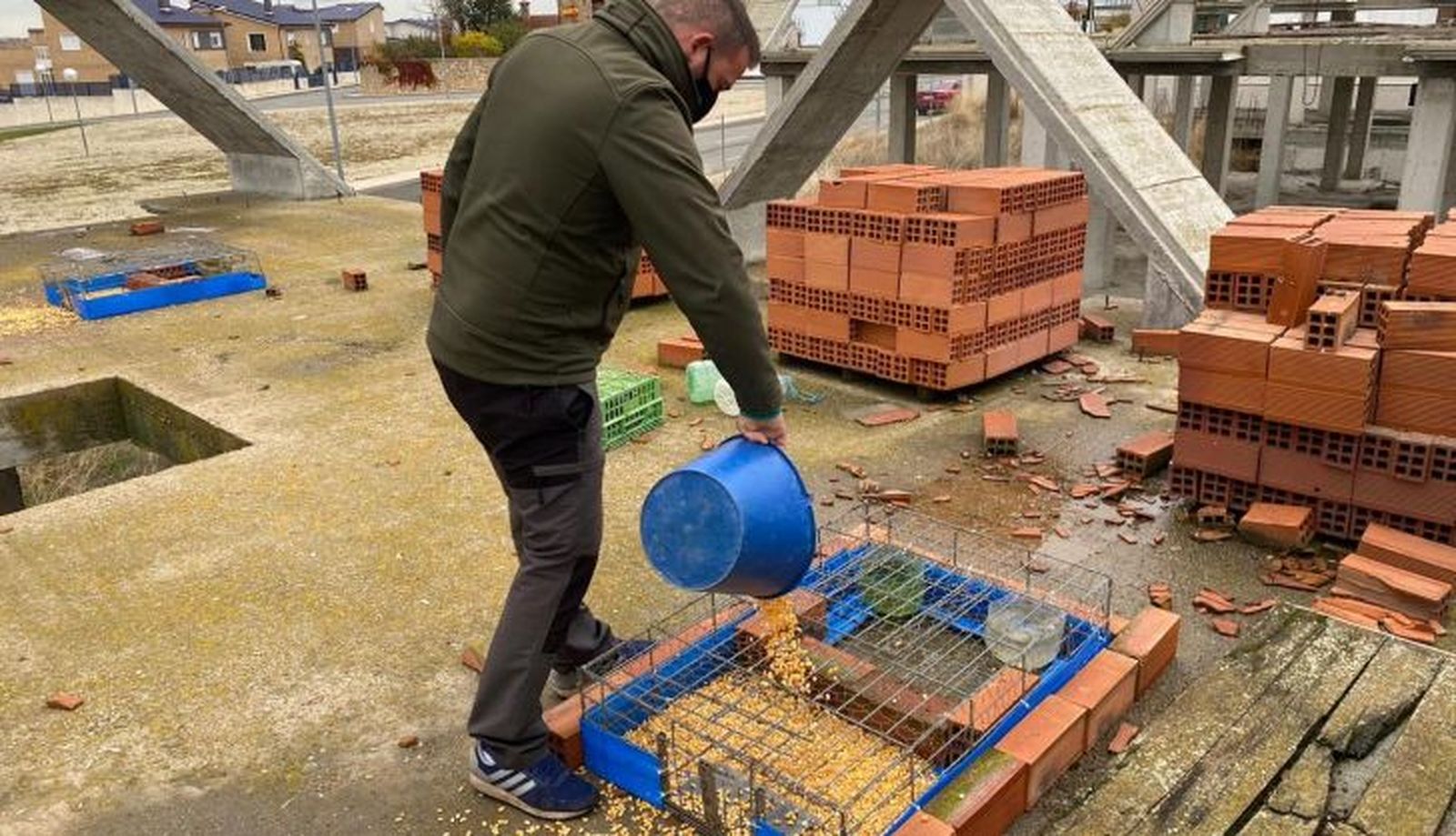 Trampas para palomas en Carbajosa