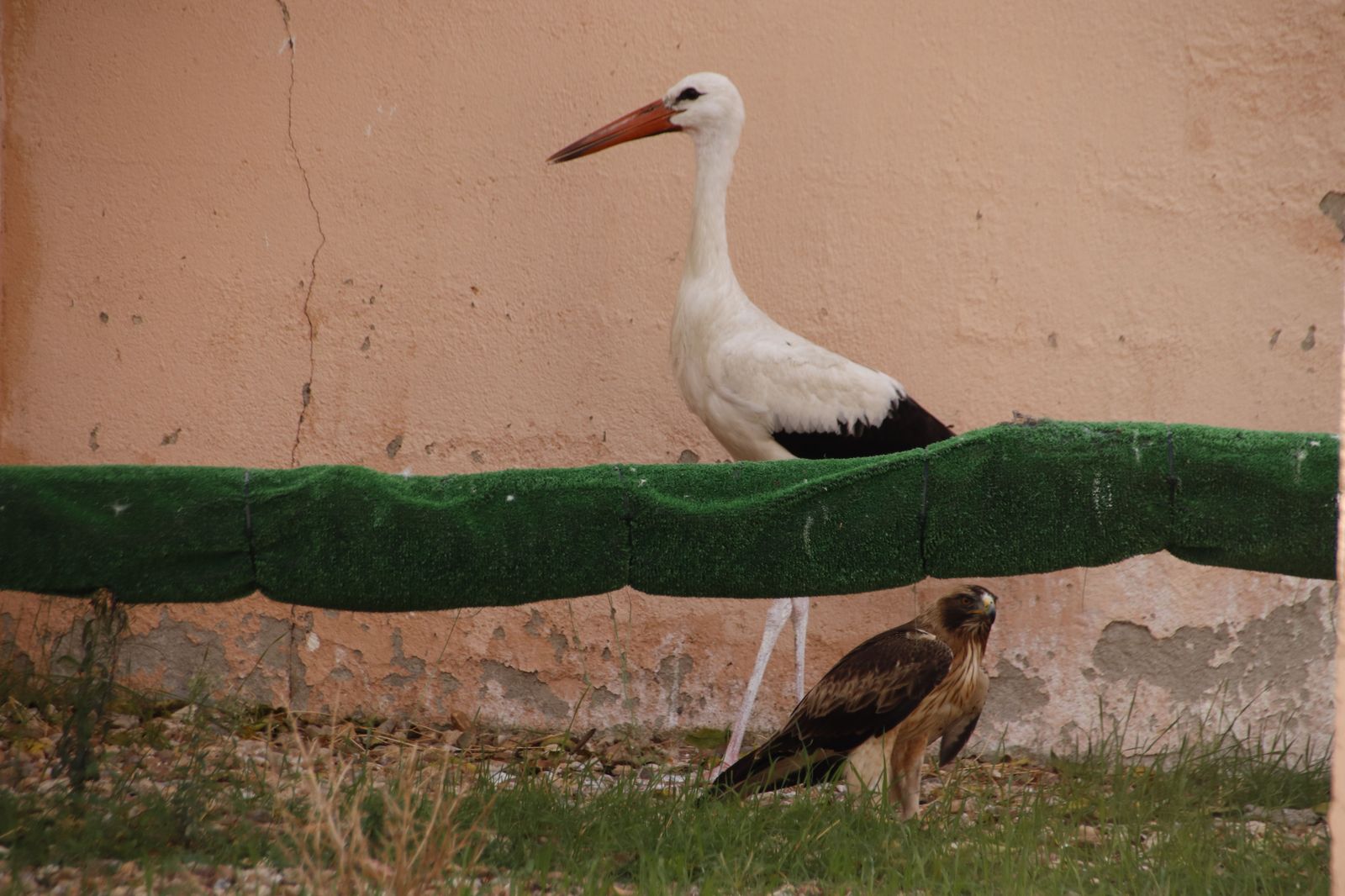 Centro de recepción de fauna silvestre 'Las dunas'. Foto S24H