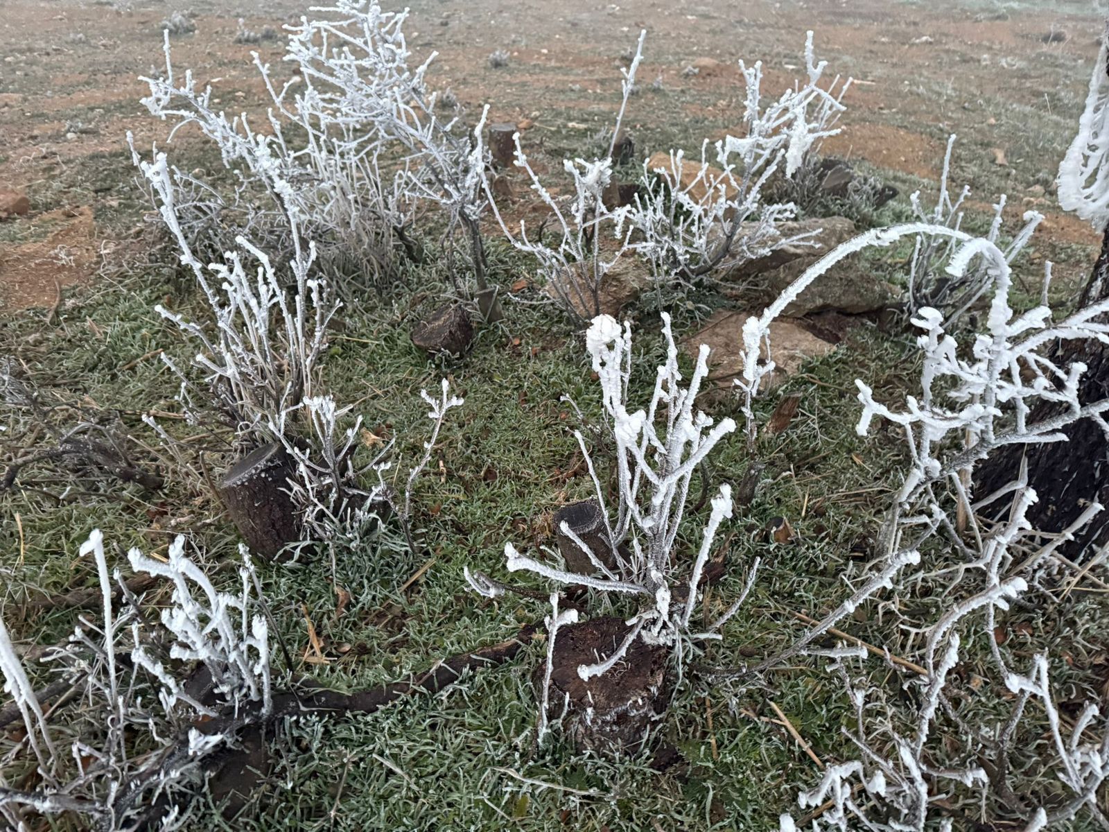 whatsapp-image-2025-01-01-at-08-53-48