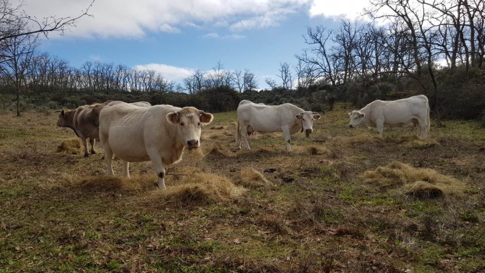 Vacas en la comarca de Vitigudino. Foto de archivo Vacas en la comarca de Vitigudino. Foto de archivo