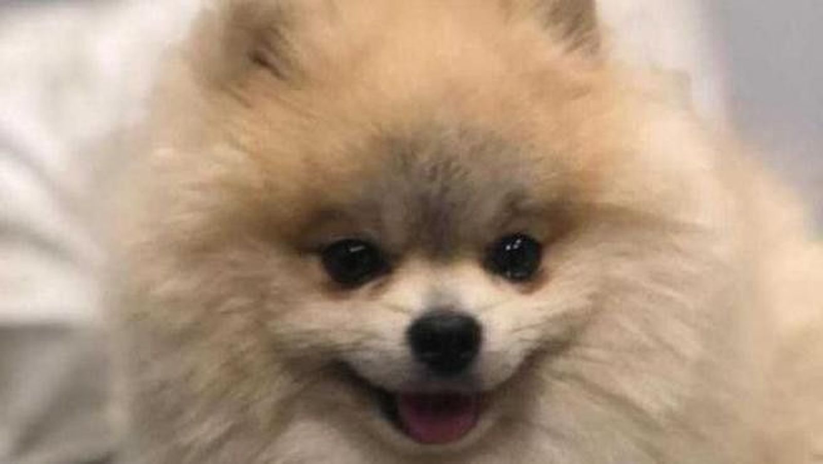 Pomerania toy pop.r d.250 347 11389