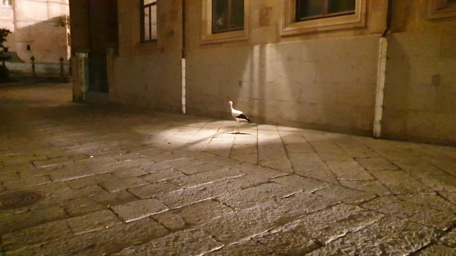 WhatsApp Image 2020 07 08 at 09.53.35