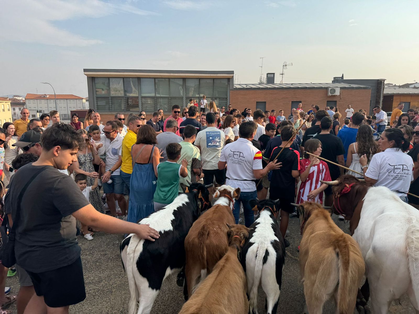 Encierro infantil de Mini Bueyes en Guijuelo durante sus fiestas 2025
