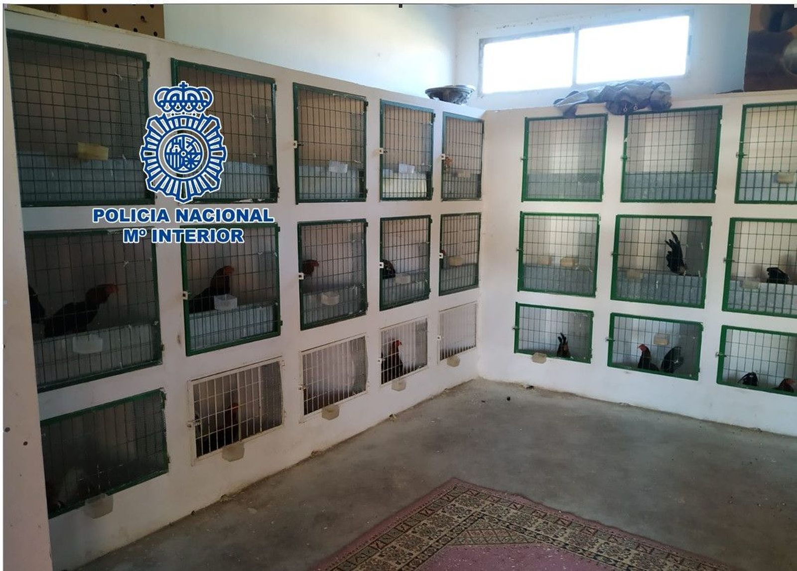 Gallos de pelea encontrados por la Policía Nacional