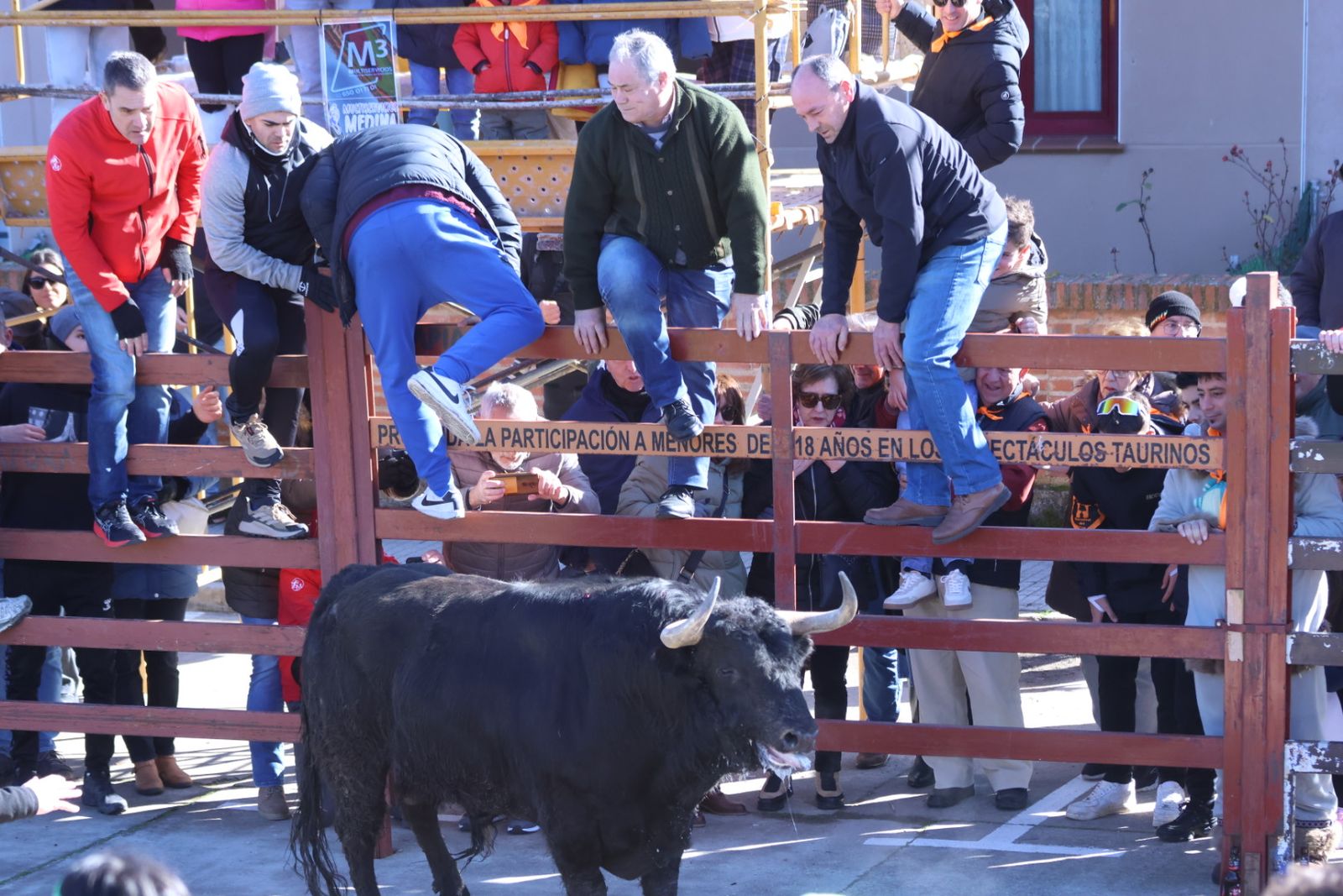 Toro del Antruejo 2026 en el Carnaval del Toro de Ciudad Rodrigo