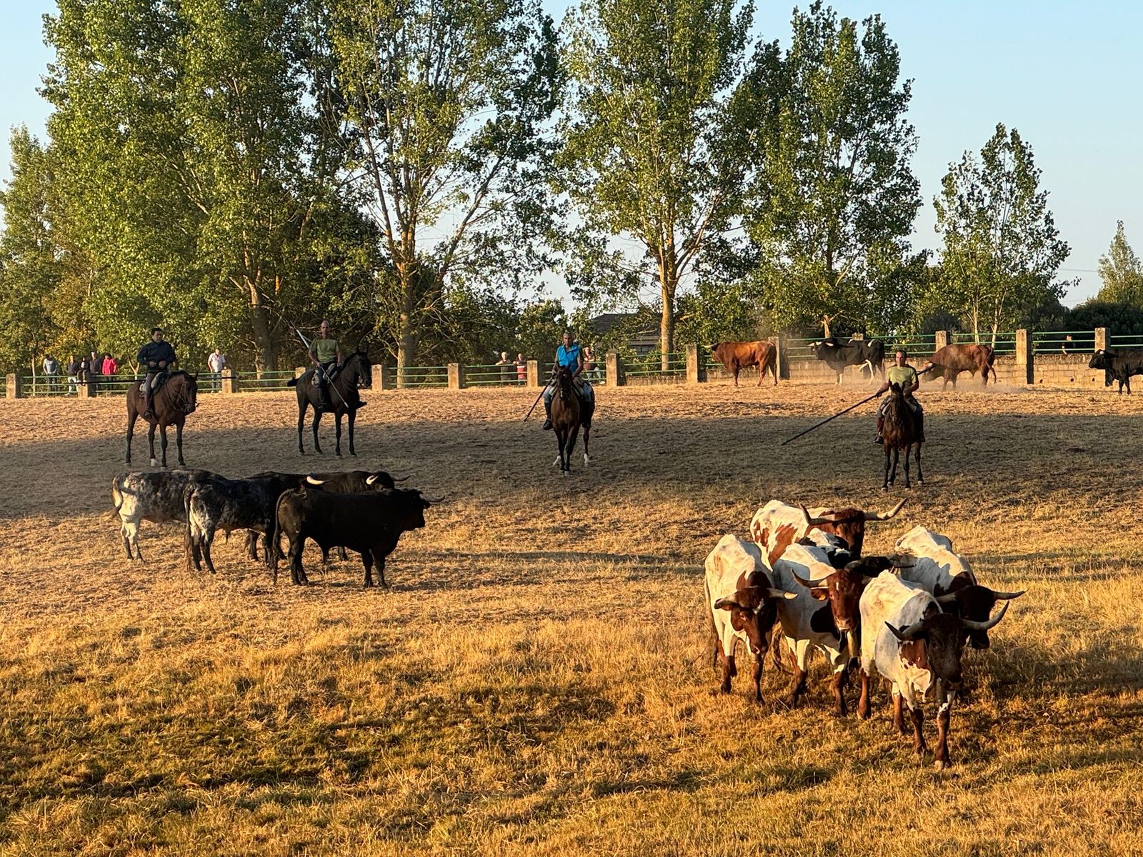 Aldeadávila, encierro urbano 27 de agosto 25 (8).jpg