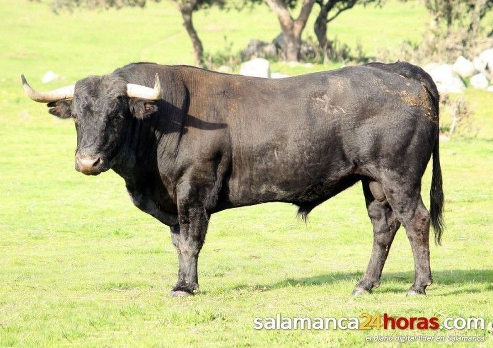 Toros Carnaval Ciudad Rodrigo 2014