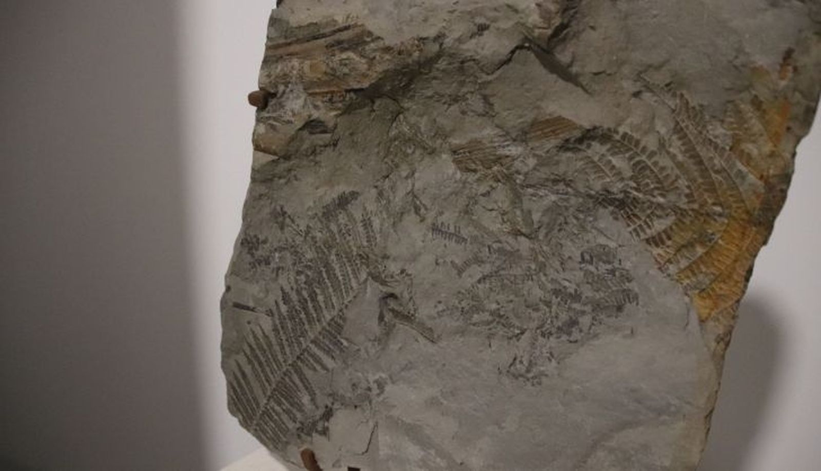 Centro de interpretación de los mares antiguos. Fotos Andrea M.