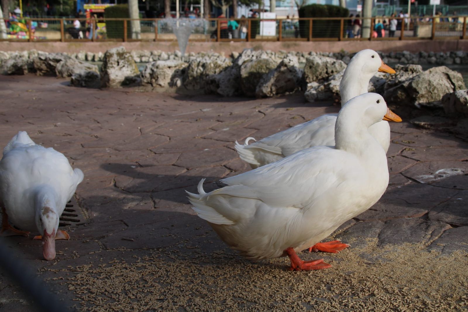 Patos y cisnes vuelven al estanque de La Alamedilla