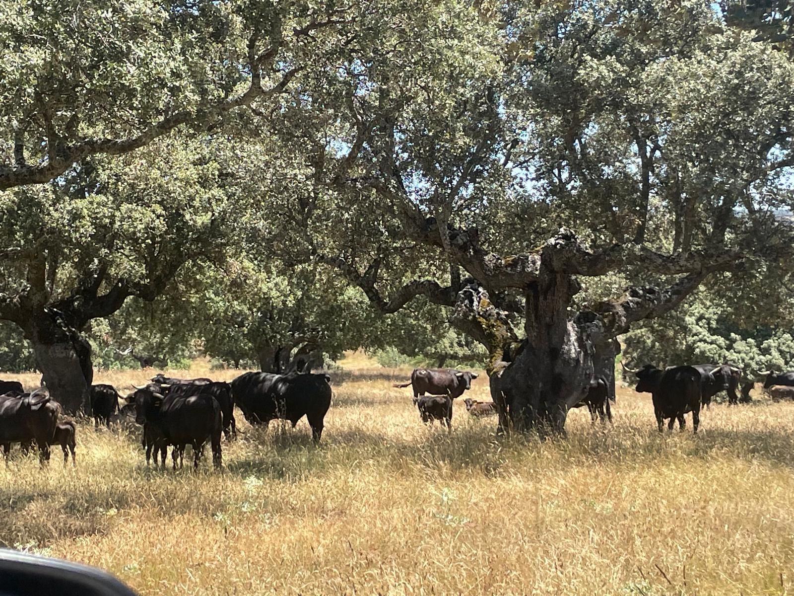 Toros de lidia en una dehesa. Toros de lidia en una dehesa.