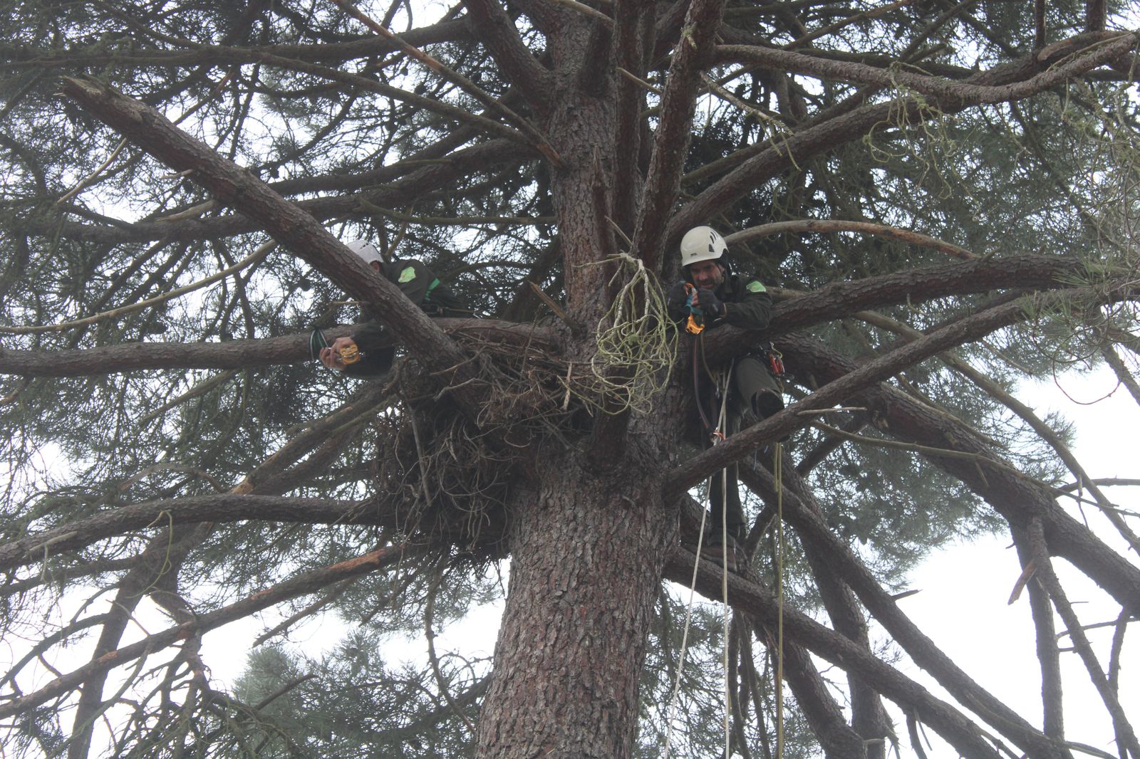 grupo-de-intervenciones-en-altura-agentes-medioambientales-reparacion-nido-cigueena-negra-en-espeja-90